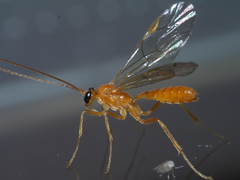 Ctenopelmatinae