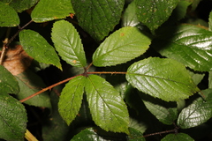 Rubus rufescens