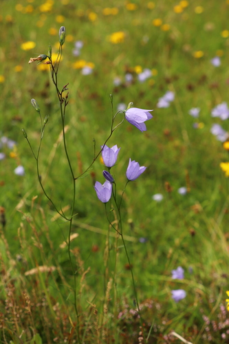 Rundblättrige Glockenblume (Campanula rotundifolia): Herkunft und Verwendung — foto 5