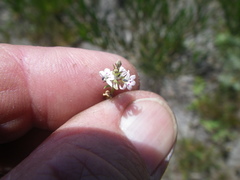 Lobelia jasionoides