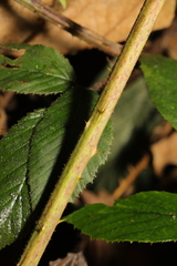 Rubus rufescens