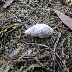 Plectostylus araucanus