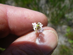 Lobelia jasionoides