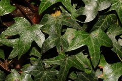 Hedera helix