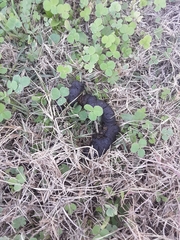 Dasypus novemcinctus