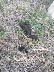 Dasypus novemcinctus