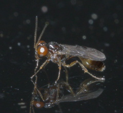 Allophroides