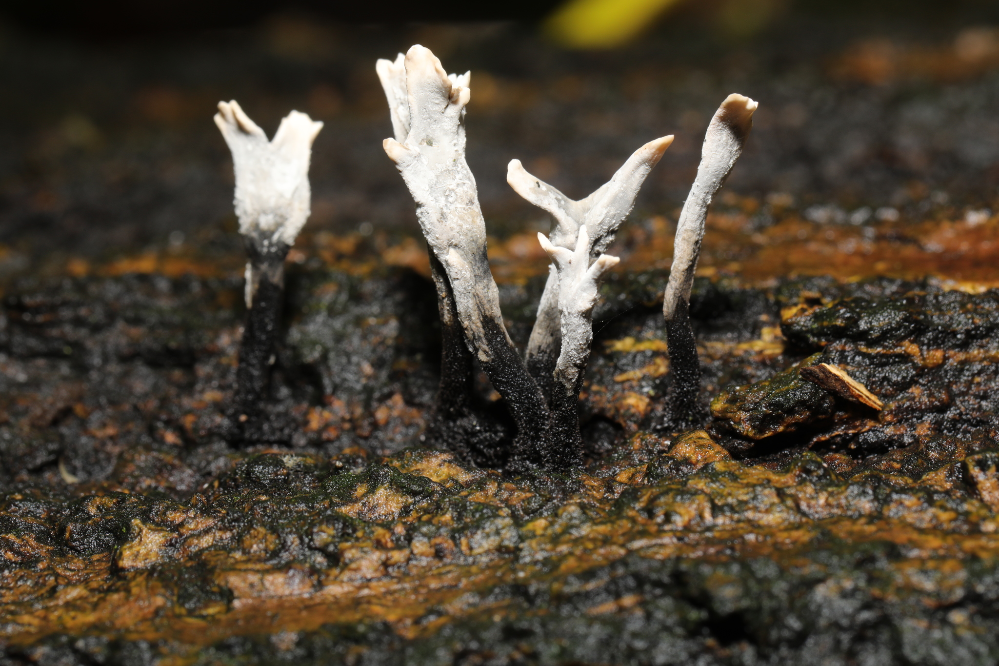 Candlesnuff Fungus (Xylaria hypoxylon) · iNaturalist