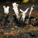 Candlesnuff Fungus - Photo no rights reserved, uploaded by Stephen James McWilliam