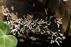 Xylaria hypoxylon