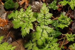 Anthriscus sylvestris
