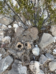 Echinomastus intertextus dasyacanthus