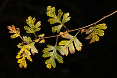 Crataegus monogyna