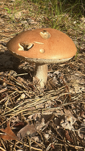 Leccinum vulpinum — (c) Frog The Kermit, some rights reserved (CC BY)