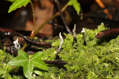 Xylaria hypoxylon