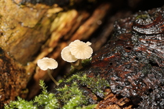 Fungi