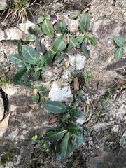 Swertia shintenensis