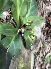 Swertia shintenensis