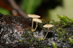 Fungi