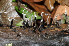 Xylaria hypoxylon