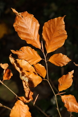 Fagus sylvatica