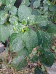 Capsicum rhomboideum