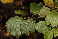 Corylus avellana