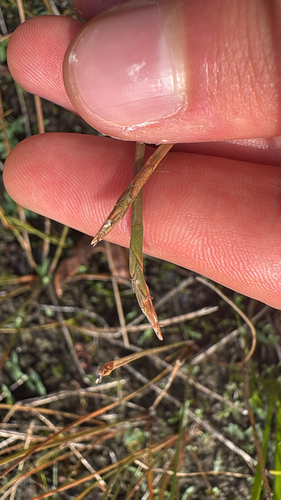 Robbins' Spikerush (Eleocharis robbinsii)