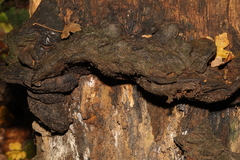 Fungi