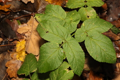 Aegopodium podagraria