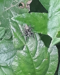 Sumampattus quinqueradiatus