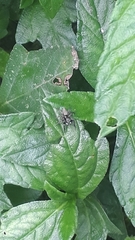 Sumampattus quinqueradiatus