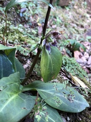 Swertia shintenensis