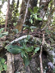 Swertia shintenensis