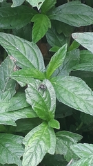 Sumampattus quinqueradiatus