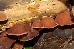 Auricularia auricula-judae