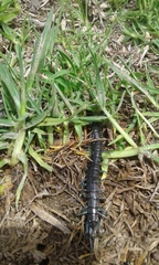 Otostigmus silvestrii