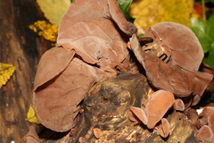 Auricularia auricula-judae