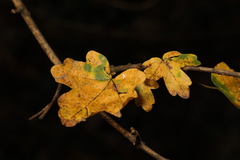 Acer campestre
