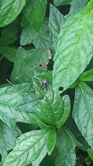 Sumampattus quinqueradiatus