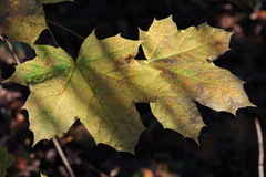 Acer platanoides