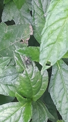 Sumampattus quinqueradiatus