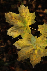 Acer platanoides