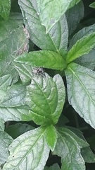 Sumampattus quinqueradiatus