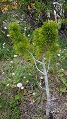 Pinus