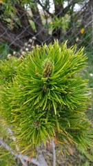Pinus