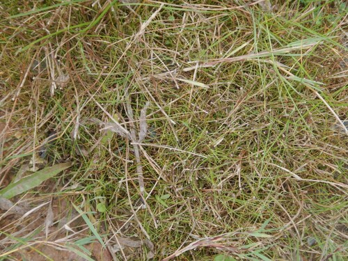 Hard-grass (Parapholis strigosa)