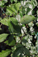 Sambucus nigra