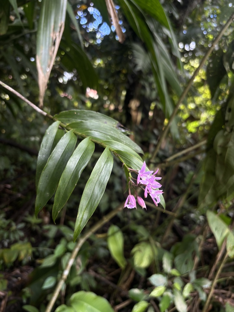 Epidendrum pansamalae