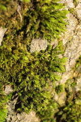 Lewinskya affinis